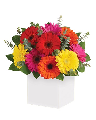 Glorious Gerberas Flower Arrangement